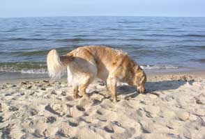 Hundestrand