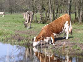 Wandern auf Usedom...